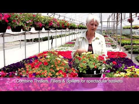 Fred Meyer -- Planting Your Hanging Basket