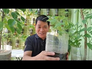 GABAY SA PAGTATANIM NG SIGARILYAS SA BOTE NA SELF WATERING
