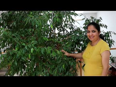 How to Prune Indoor Plant Ficus Benjamina/Weeping Fig and Grow New Plants from the Pruned Branches