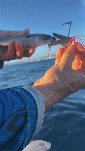 2.4K reactions · 125 shares | Are you chasing Mackerel, Kingfish,...