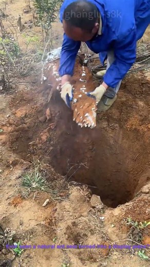 Ant Nest Art: Digging & Preserving a Natural Colony Structure