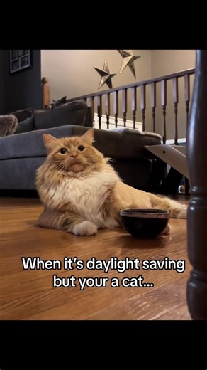 Feed Me: The Adventures of a Hungry Fat Cat