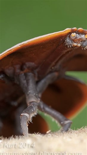 Trilobite Beetle The Rainforest's Alien
