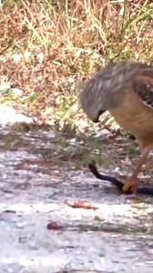169K views · 1.2K reactions | The eagle trying to catch snake. #Reels #Trending #Viral #Eagle #naturephotography #photography #canonphotography #photochallenge #photooftheday #baldeagle #baldeaglephotography #yourshotphotography #yourshotphotographer #regal #majestic | Video Eagle | Facebook
