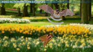 Fixed Action Pattern | Definition, Mechanisms & Examples - Video | Study.com