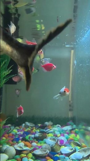 Beautiful Fish Tank Video | Relaxing Aquarium in 4K #viral #shorts #fish