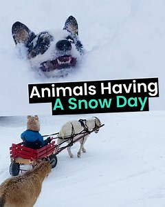 These animals are having a snow day 🐶🐱⛄ | Animal Antics