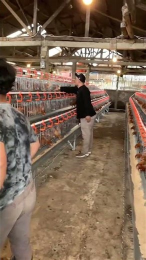 Feed flatten | フィードフラット化#egg #mbbf #layerfarming