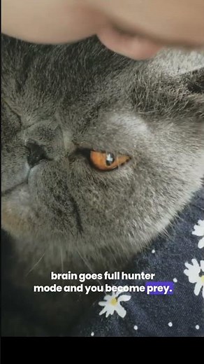 Why My Cat Bites Me 😭 (3 Reasons You Must Know!)