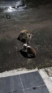 Watch an epic street cat fight #cat #catshorts #streetcats #streetcat #animalfight