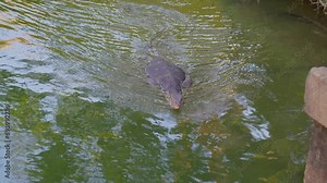 Monitor lizard swims in a pond in a city park in Thailand