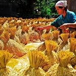 Conserving and increasing productivity and value of the heirloom rice in the Philippine Cordillera – Rice Today