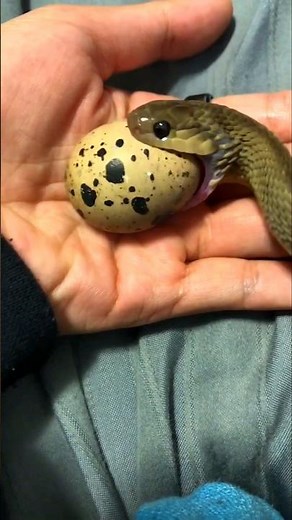 Egg-eating snake has a unique way of eating eggs #shorts #snake #animalfacts