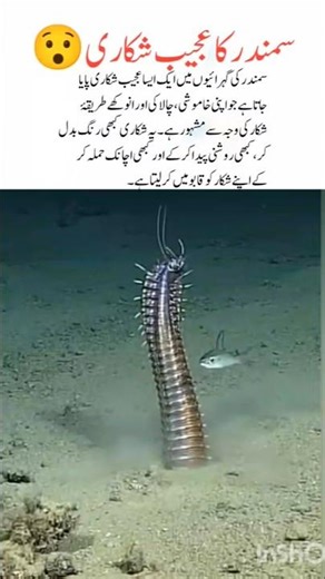 The Ocean’s Strangest Predator#ocean#naturefacts#wildlife#nature#shorts