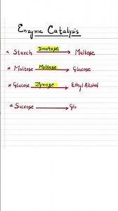 Enzyme Catalysis Reactions | Important enzyme catalyst ...