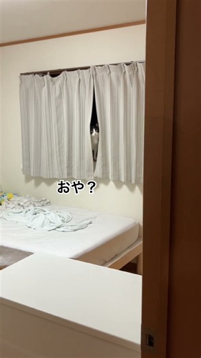 とてもかわいいひょっこり猫様 #猫#cat