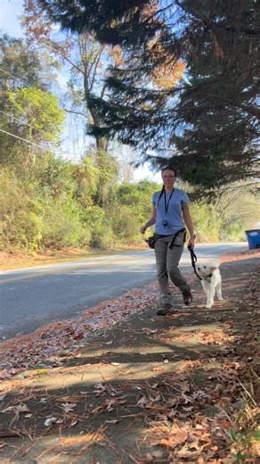 Cloud is growing in confidence on our walks! During the first year of his life, Cloud moved through a few different homes before ending up with his forever family. Sadly, this led him to miss some important stages in early socialization. On our first walks, Cloud would try to run or hide any time a car passed by. Over the past week, we have worked to build his focus on us and gradually moved our walks towards more high-traffic times of the day. Look at him now! #dog #dogtrainingismypassion #dogt