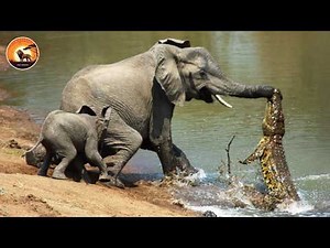 Africa’s Giant Elephant Battles the Deadliest Predators of the Savannah | Wild Animals