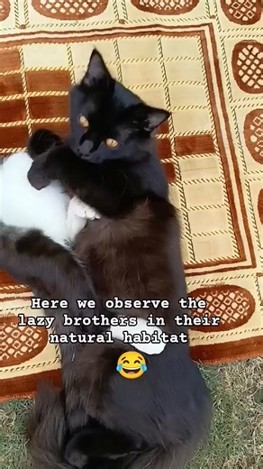 The Most LAZY DUO on the Internet  #funny #catcomedy #lazycat | Now Trending | Facebook