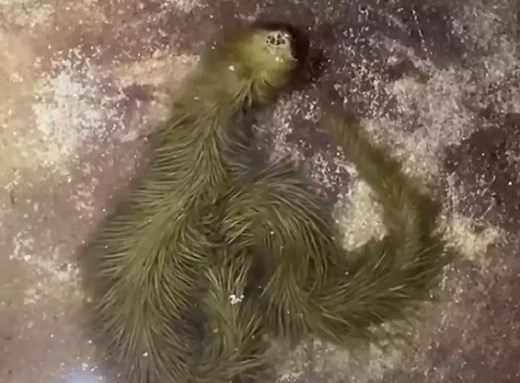 Viral Video: This Alien-Like Furry Green Snake Found in Thailand Will Give You The Creeps. Watch