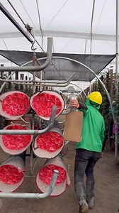 31K views · 1.5K reactions | Searching for De Ruiter Rose varieties at Star Roses in the Cotopaxi area in Ecuador! They have one of their greenhouses full with De Ruiter varieties!Check out the amazing process at Star Roses! #ecuadorroses #ecuador #flowers #florist #roses Thursd. | Peter van Delft | Facebook