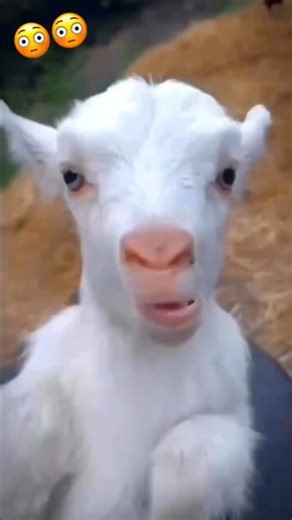 🤣 Bakri Ke Sath Funny Comedy 😂 | Desi Bakri Comedy Short 🐐 | Viral Hindi Funny Shorts #funniestvideo