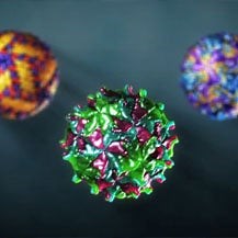 Viral Geometry and Structural Diversity