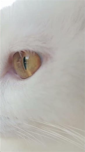 An odd-eyed cat which results in eyes of two different colors
