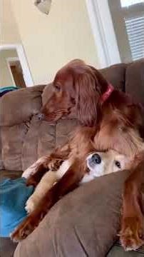 This got me laughing😂 #funny #pets #animals