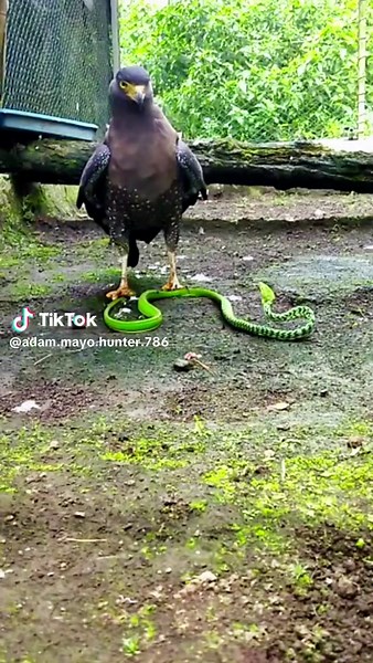 Eagle vs Snack: Jungle Animal Hunting Video