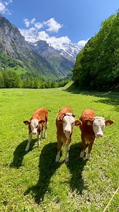 648K views · 51K reactions | Happy animals in Switzerland  #fbreelsfypシ゚ #switzerland #cows #funnyanimals | Sylvia Michel Photography | Facebook
