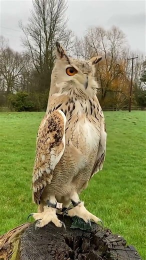 Animal Transformation #animals #transformation #seasonaltransformation #animalgrowth