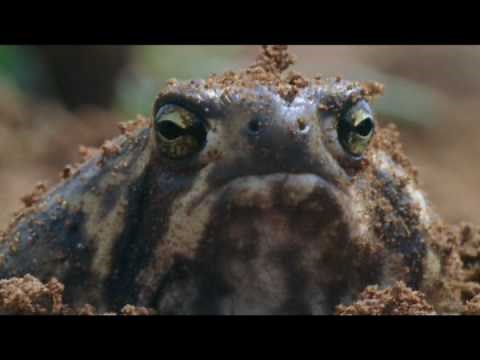 The Rain Frog