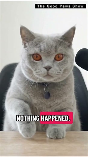 Cats have a very effective strategy for handling embarrassing moments #thegoodpawsshow