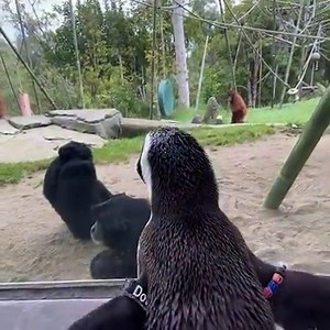 2.5M views · 48K reactions | Waddle we do with all these viral penguin adventures 樂 visit some prime-mates! Dot and DG explored the Zoo for World Penguin Day, but as one of the most endangered types of penguins, these little birds need more than cute content. | San Diego Zoo | Facebook