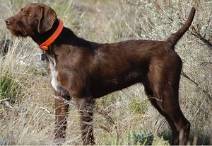 Pudelpointer - Alchetron, The Free Social Encyclopedia