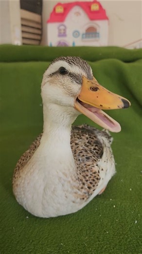 Duck Quacking – Too Cute!" #duck #funnyduck #youtubeshorts #cute