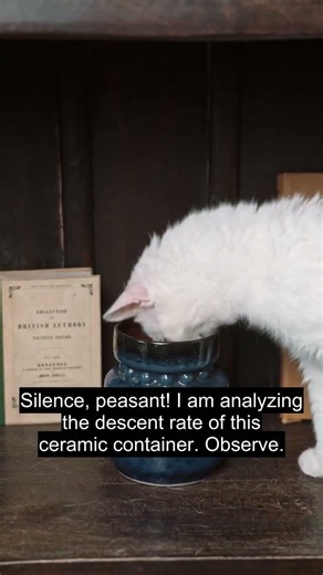 My cat is a part-time scientist.: grumpy cat gravity experiment 108