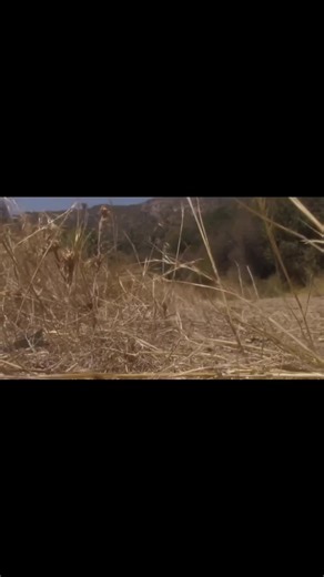 Senium (@seniumband)’s videos with original sound - Senium