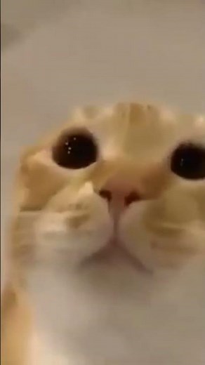 Moo cat is moo #viral #cat #meme