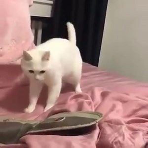 9.5K views · 3 comments | "Let's find my spot... Here it is." | PetFlick | Facebook