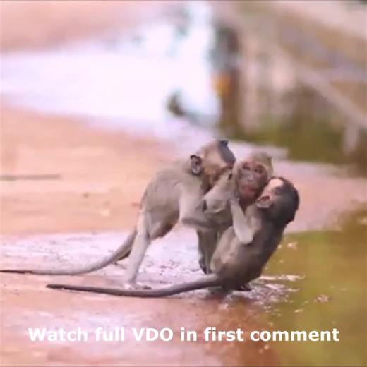 So Adorable! Baby Monkeys Play Happily Around Susan and Susi Watch full VDO in first comment | Cute monkey family