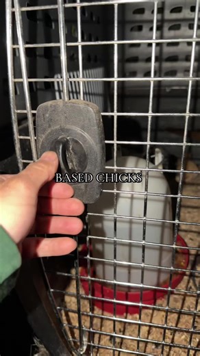 CHICKS KNOW WHATS UP 🤫 #chicks #baby #bird #chicken #blowthisup