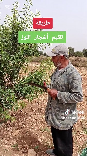 تلقيم أشجار اللوز: خطوات وطرق فعالة