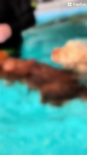 Today's splashy crew - missed a few while I was grooming, but here are our happy swimmers #dogpool #dogswimming #dogexercise