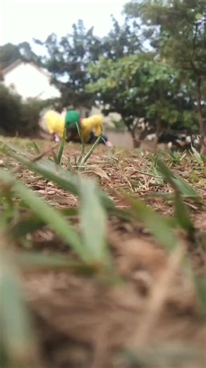 ##go viral#bast kafist