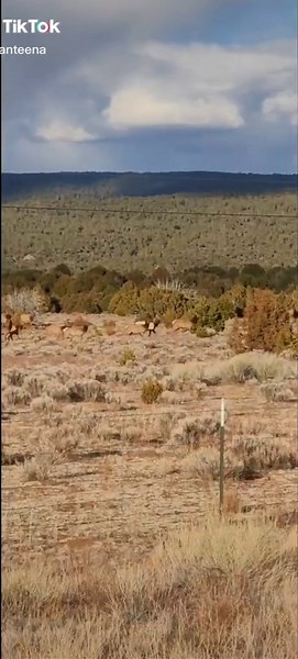 Exploring Wildlife in Zuni Pueblo, New Mexico