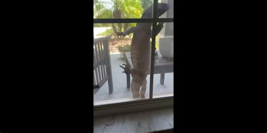 Unexpected visitor: Massive lizard scales window of Florida home