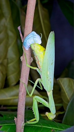 Nature Moment: Praying Mantis Depositing Eggs