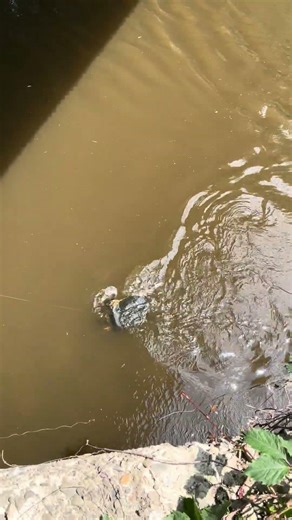 Big snapping turtle caught while catfishing!!! #fishing #nature #fish